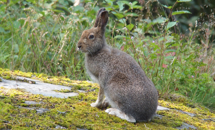 Hare på Svartlöga